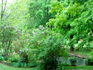 Amazing shades of green