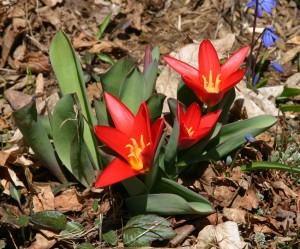 Mini Tulips