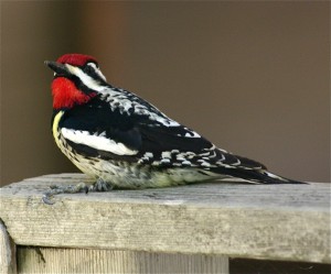 yellow-bellied-sapsucker1