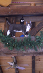 An intrepid explorer on the Sun Room rafters.