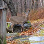 Lunch time visitor
