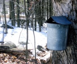 Maple Sap bucket