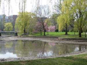 Spring leaves