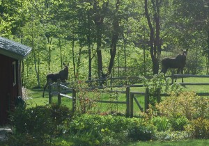 Moose visiting West Hill House, Warren, VT