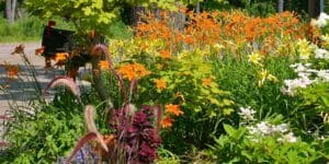 Summer Flowers in August at West Hill House B&B