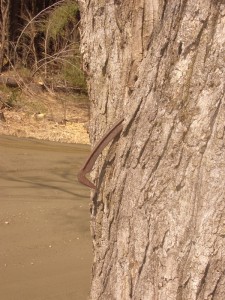 The SIckle in the tree at West Hill House