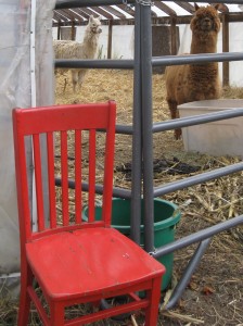 The Red Chair visits the Alpacas at Hartshorn's Farm in Waitsfield Vermont