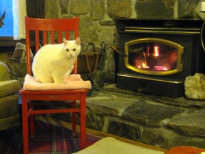 Red Chair warming up and being admired by Snowball at West Hill House B&B