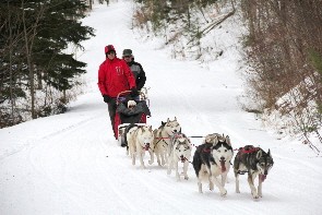 Be the leader of the pack with a Dog sledding excursion! 