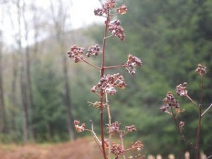 spring-buds