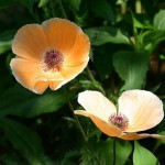 spring-flowers-9