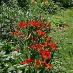 summer-flowers10-9