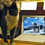 Tech savvy cat