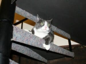 Keeping an eye on things from the stairs.