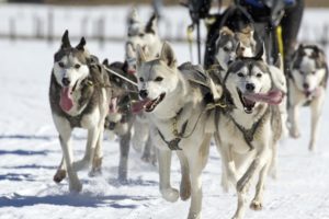 Enjoy a Vermont Dog Sledding Adventure at West Hill House B&B!