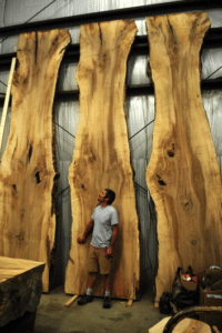 Huge elm lumber dwarfs Vermont Tree Goods artisan and owner John.