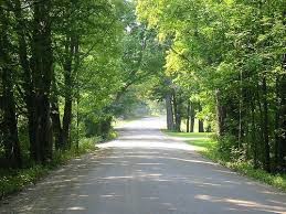 Gravel road through verdant forest - no mud here.