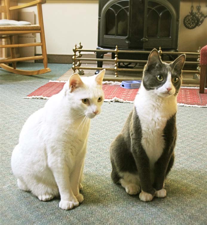 Our Cats - Snowball & Smoky