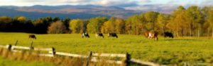 Cows grazing in Vermont