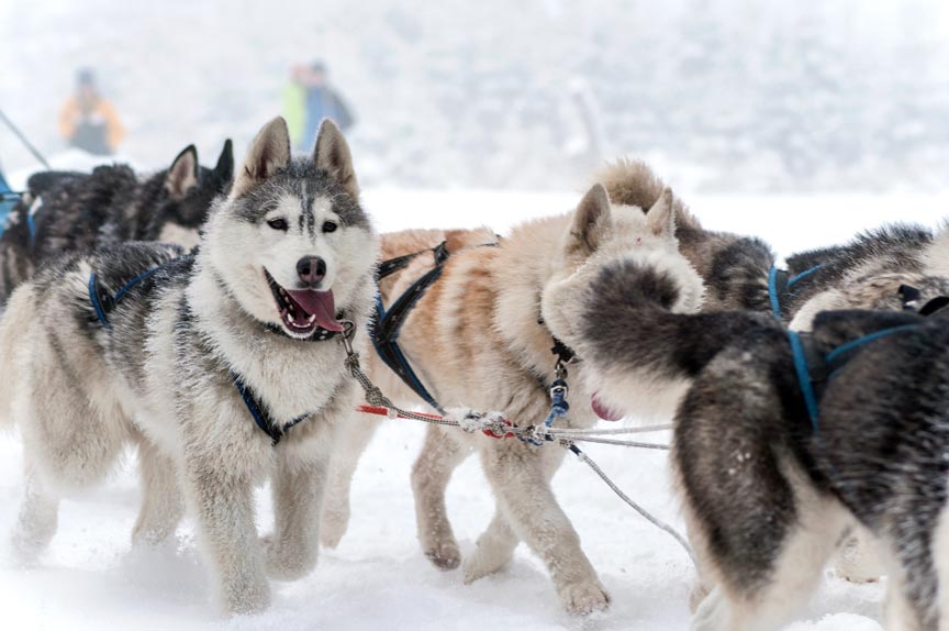 Vermont Dog Sledding Tours In The Mad River Valley