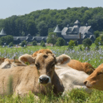 Cows at Shelburne Farm in Vermont