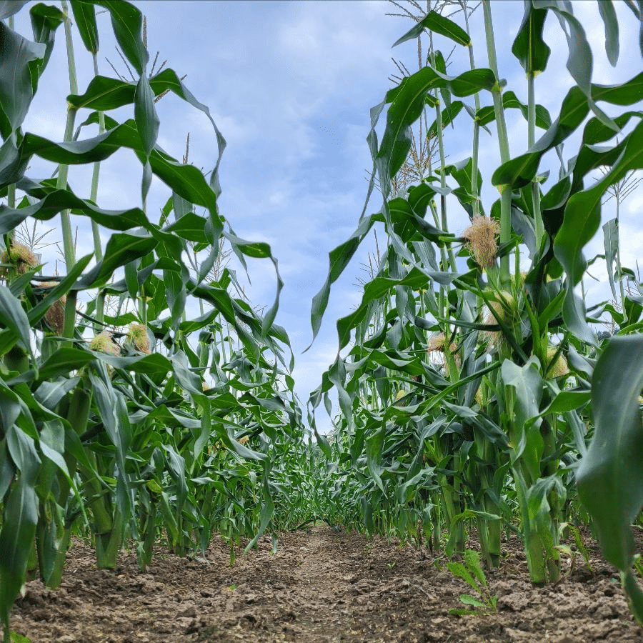 The view down between rows of corn stalks
