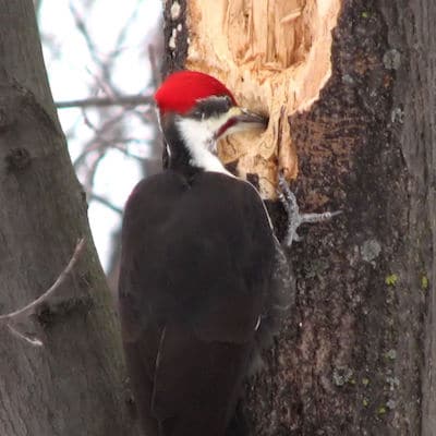 Pileated Woodpecker male - D. Gordon E. Robertson from Wikipedia