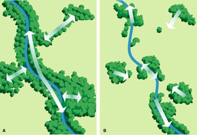 Wildlife Corridor design