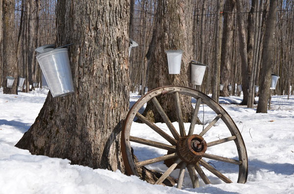 Tin buckets hang from maple trees in the snow. An old wagon wheel rests against one tree.