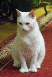 Snowball, the West Hill House B&B cat