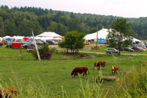 Cows grazing