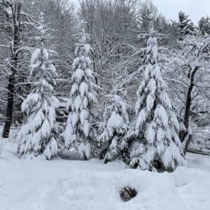 Winter's last hurrah - pine trees in the snow