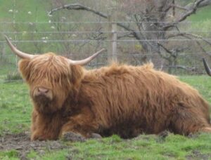 No better Scottish icon than a Highland Cow.