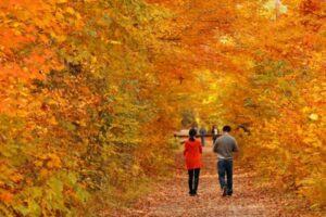 A quiet walk in the woods.