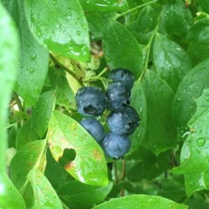 Our blueberries are ripening.