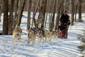 Dog sledding in Vermont is a delightful pastime.
