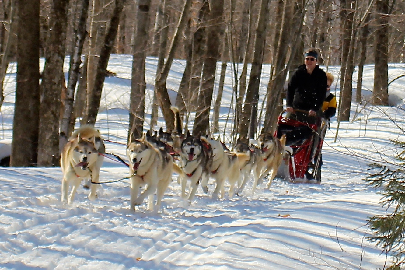 8 Great Ways To Enjoy Dog Sledding In Vermont This Winter