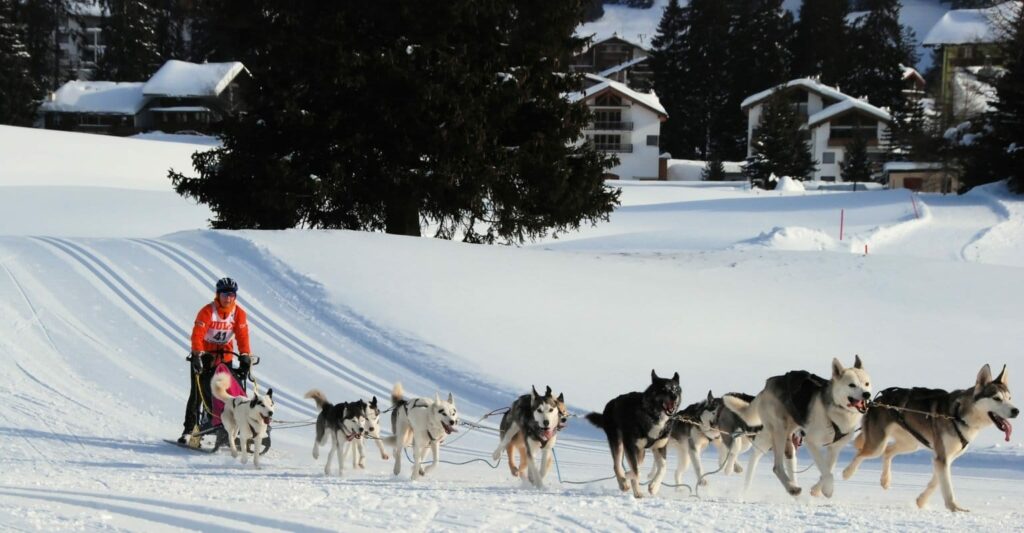 Dog sledding in Vermont is a popular winter pastime.