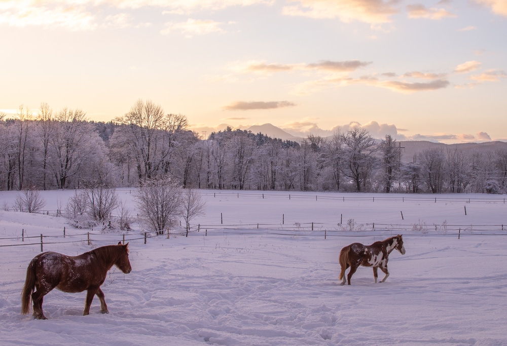 Vermont Tours, pretty countryside covered in snow and two horses grazing in the pasture