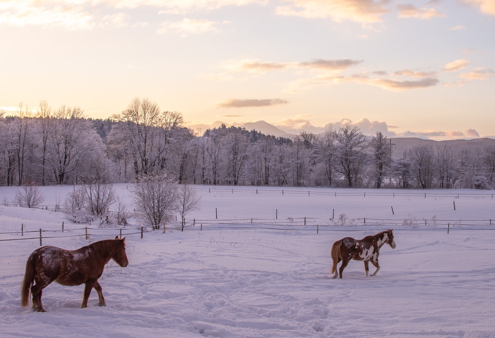 Vermont Tours, pretty countryside covered in snow and two horses grazing in the pasture 