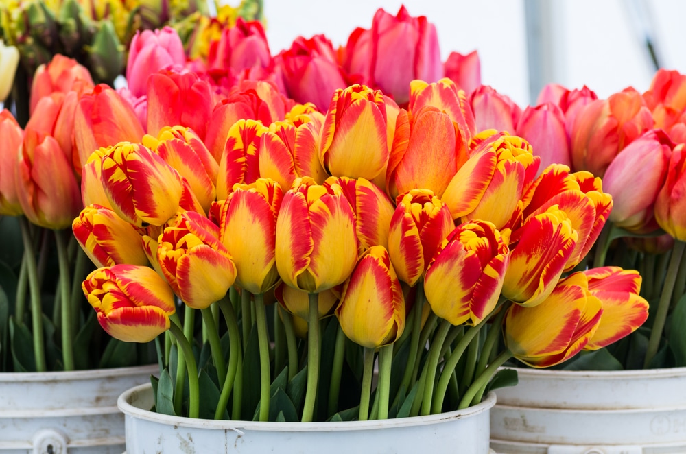 Waitsfield Farmers Market, photo of a beautiful bunch of tulips