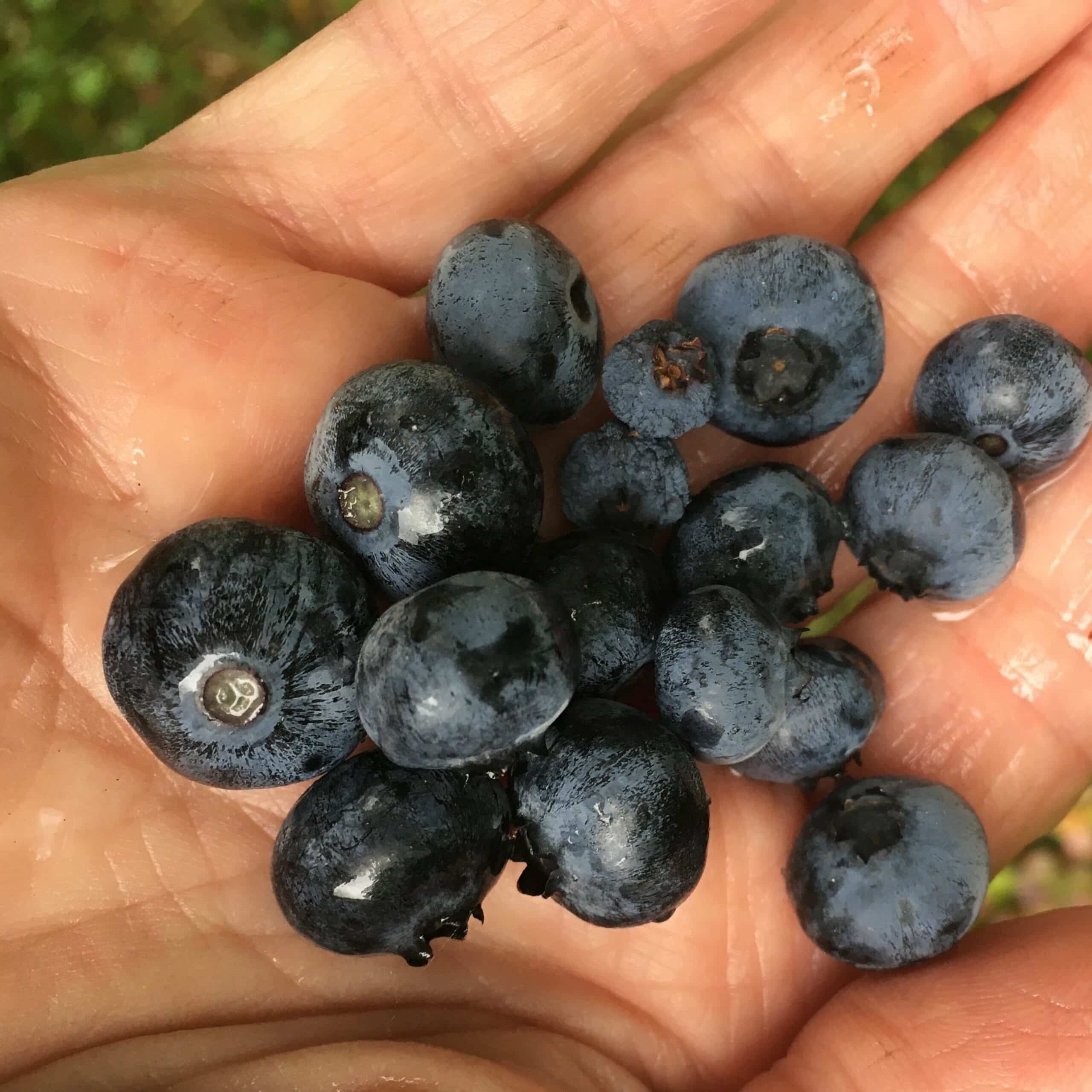 A handfuls of fresh blueberries.