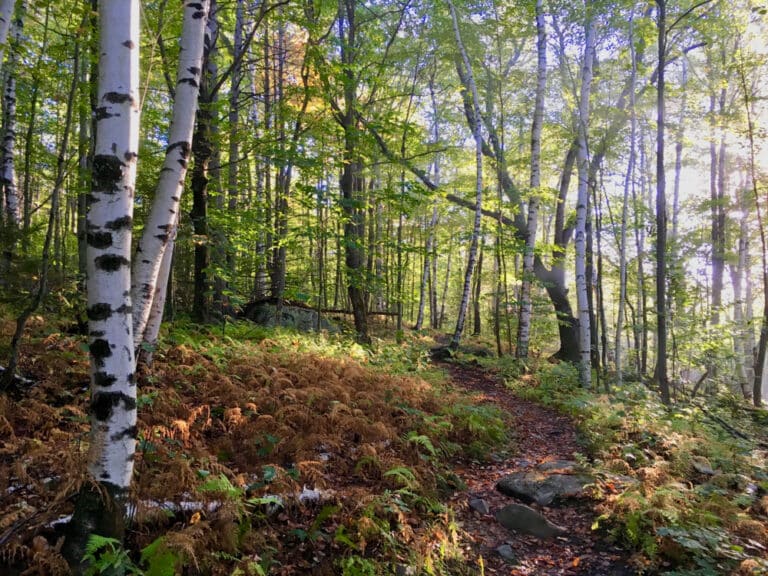 Long Trail in Vermont, photo of a segment of the trail