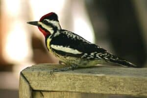 Yellow-bellied Sapsucker